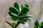 Foglie di albero di giada - Foto: Unsplash