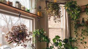 Decorare casa con le piante pendenti per interni ed esterni