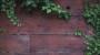 Pianta pendente da esterno, edera - Foto: Unsplash