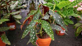 Begonia maculata: consigli per la cura della pianta a pois