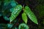 Foglie di Begonia maculata