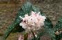 Begonia maculata coltivazione