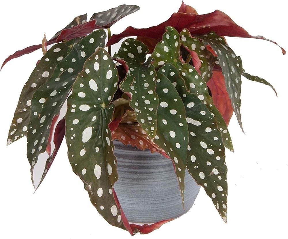 Begonia maculata esemplare da Amazon