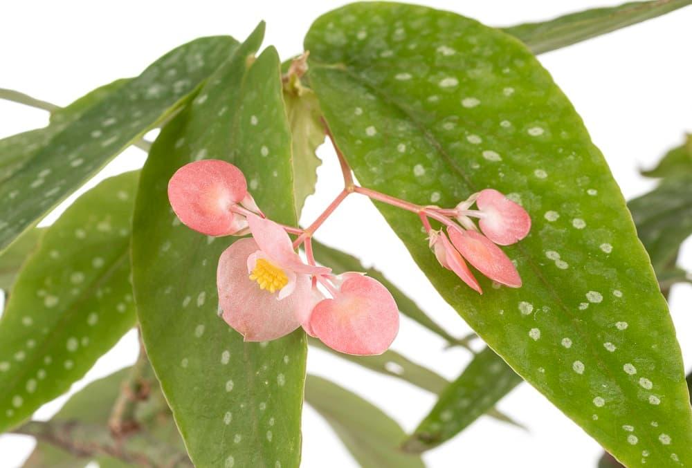 Begonia maculata fiori