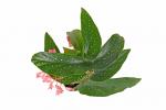 Begonia maculata boccioli