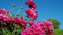 Pianta di peonia, gruppo arbustive - Foto: Pixabay