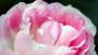 Fiore peonia doppio con sfumature - Foto: Pixabay