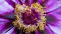 Peonia viola - Foto: Pixabay