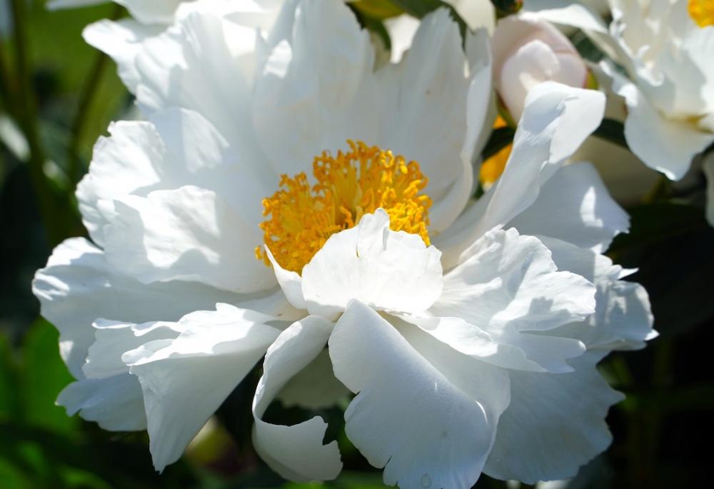 Peonia bianca - Foto: Pixabay