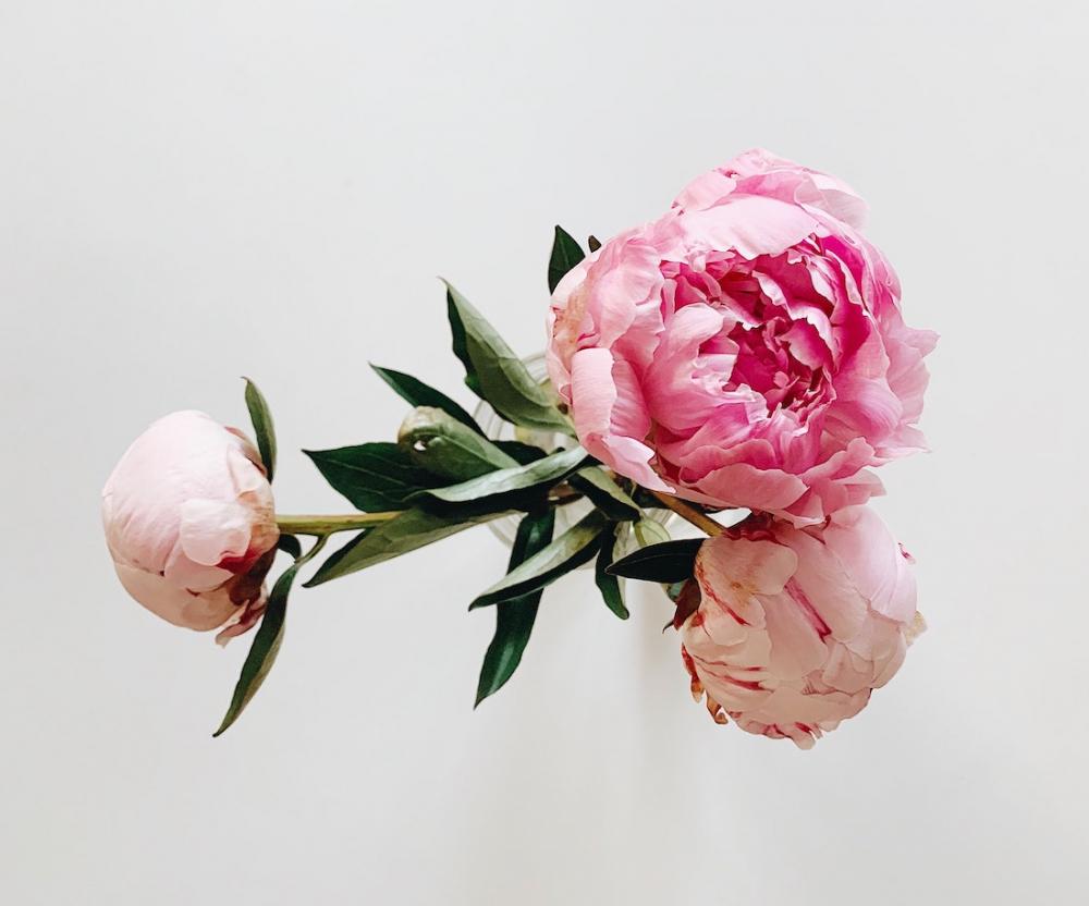 Bouquet peonie - Foto: Pixabay