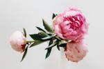 Bouquet peonie - Foto: Pixabay