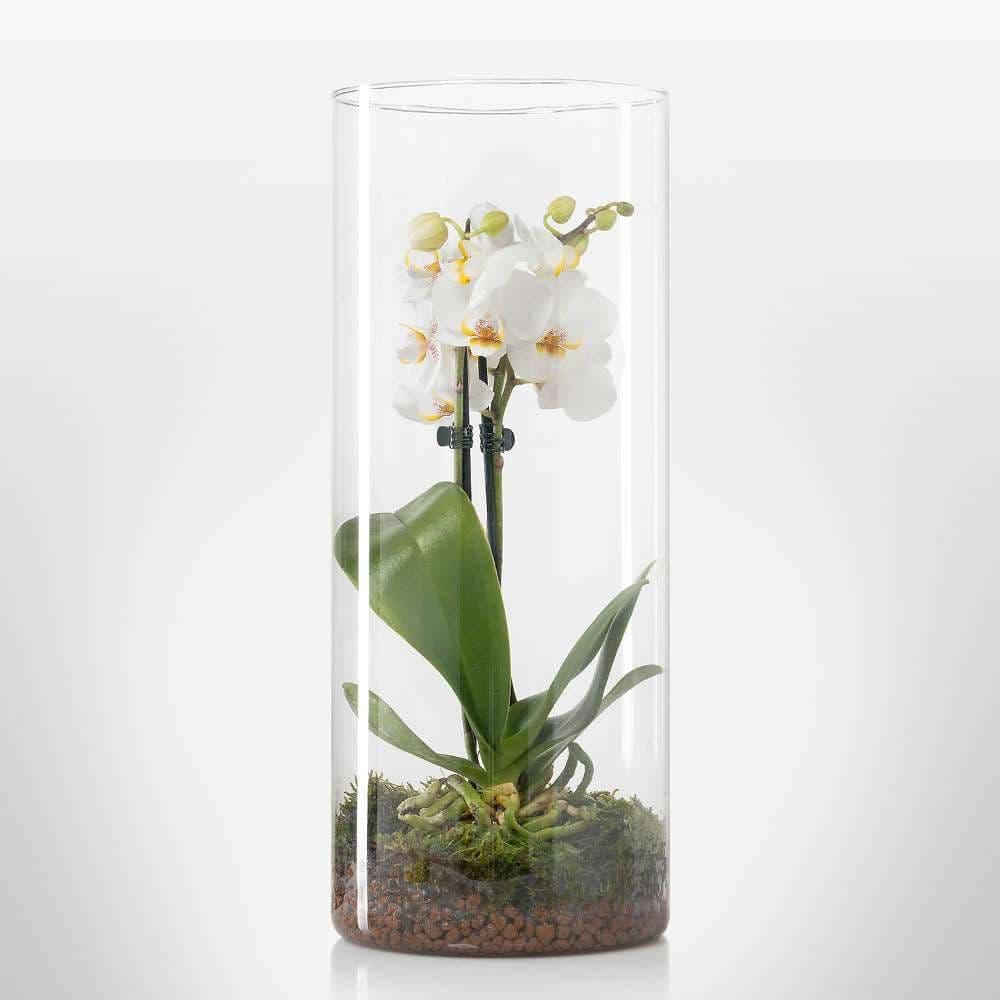 Orchidea bianca in idroponica da Lezio