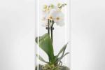 Orchidea bianca in idroponica da Lezio