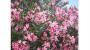 Siepi sempreverdi fiorite Oleandro da Amazon