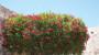 Siepe sempreverde fiorita Ibisco cinese