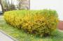 Siepe sempreverde fiorita Forsythia