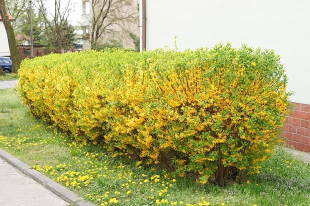 Haie à feuilles persistantes à fleurs de forsythia Haie à feuilles persistantes à fleurs de forsythia