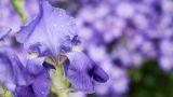 Iris: le varietà più belle da piantare