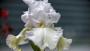 Fiore iris bianco - Foto: Pixabay