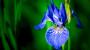 Fioritura iris blu - Foto: Pixabay