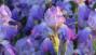 Fiori Iris viola - Foto: Unsplash