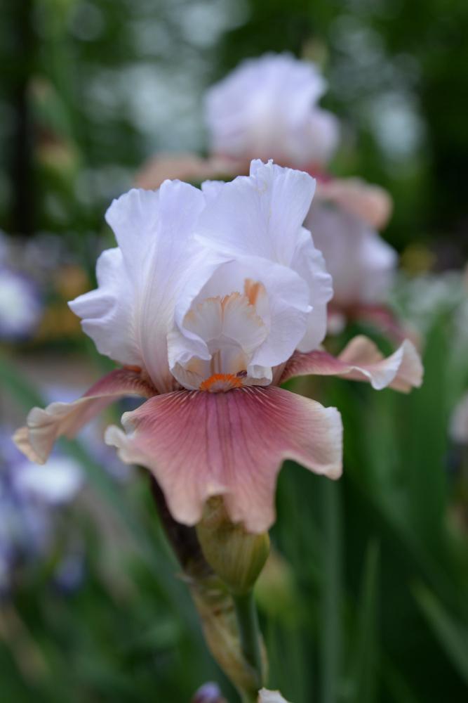 Iris rosa e bianco - Foto: Unsplash