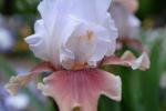 Iris rosa e bianco - Foto: Unsplash