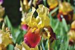 Iris gialla e rossa - Foto: Pixabay