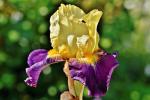 Iris gialla e viola - Foto: Pixabay