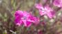 Garofano rosa, varietà Kahori - Foto: Pixabay