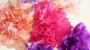Garofani rosa antico, fucsia e viola - Foto: Unsplash 