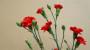 Garofani rossi penduli tirolesi - Foto: Pixabay