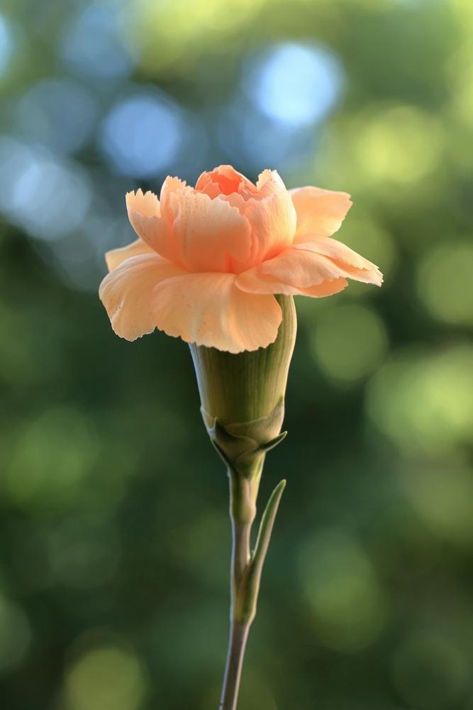 Garofano rosa cipria - Foto: Pixabay