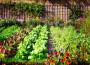 Gli appassionati di giardinaggio potranno acquistare direttamente in fiera semi, piante e attrezzature varie