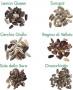 Varietà differenti dei semi di girasole
