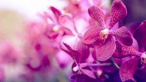 Come curare l'Orchidea in casa: tanti consigli utilissimi!