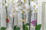 Orchidee cura da Amazon