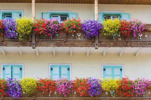 Una maravillosa variedad de colores en flores de balcón.