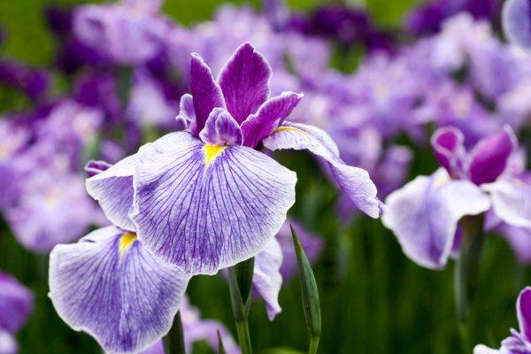 iris violacea