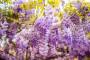 Il glicine, rampicante dalle sfumature viola e lilla