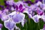 La violacea iris