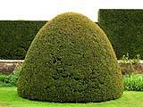 Il tasso, usato come siepe ornamentale nei giardini
