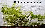 Grave infestazione di muffa associata a muschio ed alghe