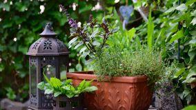 Come creare un angolo per le piante aromatiche in giardino