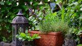 Angolo per le piante aromatiche in giardino