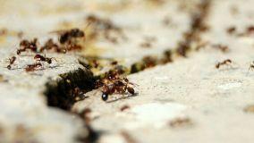 Come eliminare le formiche piccolissime in casa