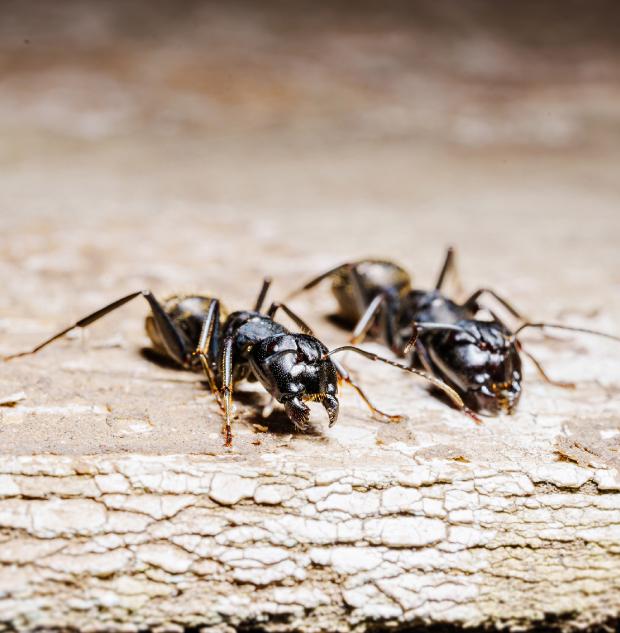 Giant Ants in the House - Getty Images