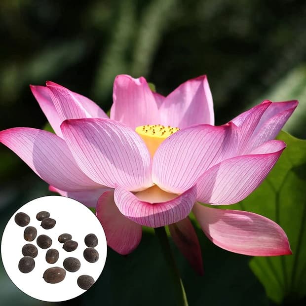 Semillas de flor de loto de Amazon
