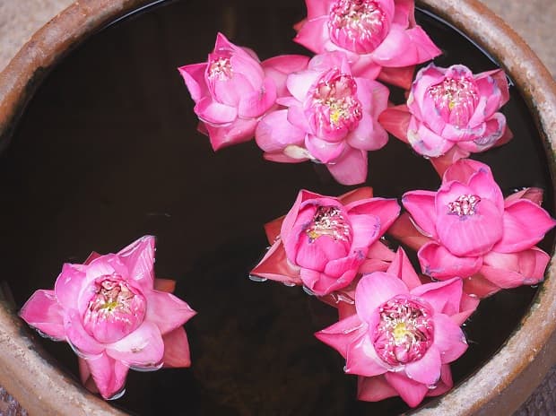 Flor de loto en el agua