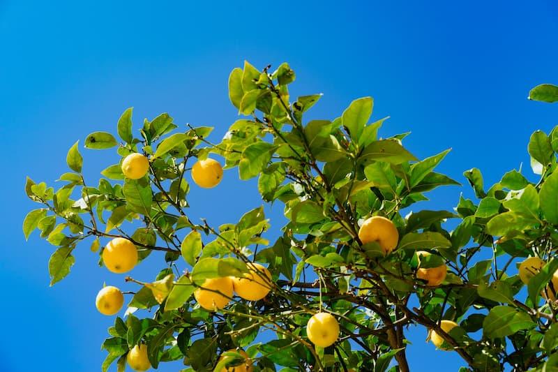 Potatura limone periodo